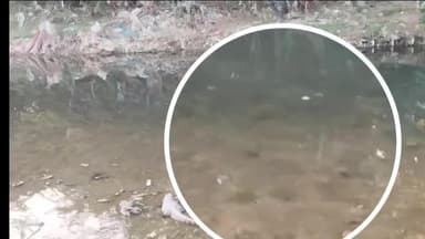 देसूरी: #Crocodiles:आबादी क्षेत्र में दिखाई दिया बड़ा मगरमच्छ,आसपास ग्रामीण ख़ौफ़ के साए में रहने को मजबूर