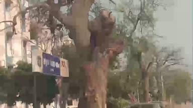 સોજીત્રા: શહેરમાં પોલીસ લાઈન નજીક સુકાઈ ગયેલા મહાકાય વૃક્ષને કારણે અકસ્માત જોખમ