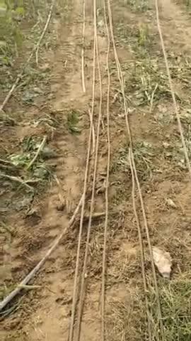 ग्राम पंचायत खेड़िया मांडा खेड़ा पट्टियां का पूरा में हाई टेंशन लाइनों से फसल है चौपट ठेकेदार की मनमानी