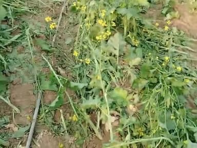 तहसील मासलपुर की ग्राम पंचायत खेड़िया के गांव पट्टियां का पूरा मांडा खेड़ा मैं हाई टेंशन लाइन के तारों से नुकसान