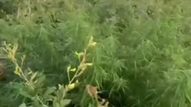 રાજકોટ પશ્ચિમ: રાજકોટ: SOG પોલીસને મળી મોટી સફળતા, ગાંજા નો બગીચો ઝડપાયો