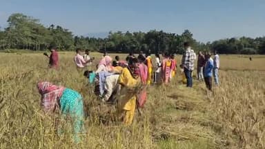 কালচিনি: জৈব পদ্ধতিতে কৃষি দফতরের সহযোগিতায় কালোনুনিয়া ধান চাষ, আনুষ্ঠানিক ভাবে কালোনুনিয়া ধান কাটা হল