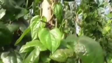 திருச்செந்தூர்: ஆத்தூரில் வெற்றிலை உற்பத்தி பாதிப்பு விவசாயிகள் வேதனை