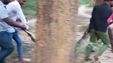 निचलौल: निचलौल क्षेत्र के टिकुलहिया जंगल में वनरक्षक ने सफलतापूर्वक किया सांप का रेस्क्यू