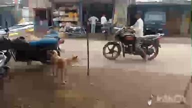 भैंसदेही: धामनगांव में आवारा कुत्तों का आतंक, आवागमन प्रभावित, छात्र भी परेशान