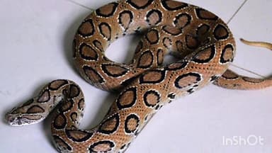 বর্ধমান ১: চন্দ্রবোড়া সাপের কামড়ে মৃত্যু হলো এক মহিলার গলসী থানার গলিগ্রাম অনুরাগপুরের ঘটনা