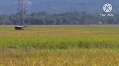 বোকাখাত: কাজিৰঙা ৰাষ্ট্ৰীয় উদ্যানৰ দাতিকাষৰীয়া লুখুৰাখনীয়াত বাঘৰ আতংকত আতংকিত ৰাইজ,সহায়ৰ আহ্বান বন বিভাগক