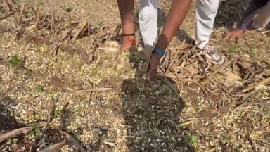 #बड़वानी जिले में #ठीकरी विकासखंड के ग्राम भमोरी
में कृषि अभियांत्रिकी विभाग द्वारा नरवाई (पराली) प्रबंधन हेतु श्रेडर म...