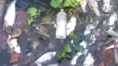 দেৰগাঁও: দেৰগাঁৱত চাঞ্চল্যকৰ ঘটনা,নদীত বিহ দি একাংশ দুষ্কৃতি কাৰীয়ে মাৰিলে সহস্ৰাধিক মাছ