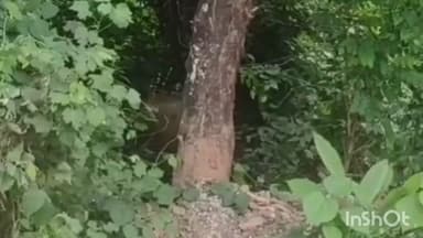 മണ്ണാർക്കാട്: മണ്ണാർക്കാട് തെങ്കര മണലടിയിൽ പട്ടാപ്പകൽ കാട്ടുപന്നി