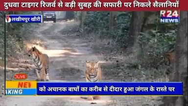लखीमपुर दुधवा टाइगर रिजर्व से बड़ी सुबह की सफारी पर निकले सैलानियों को अचानक बाघों का करीब से दीदार हुआ जंगल के रास्ते प