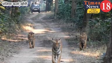 दुधवा में मंगलवार एक बार फिर हुए सैलानियों को वनराज के दर्शन #dyyccane #paliakalam #NepalGenZProtest #directorofhealthu ...