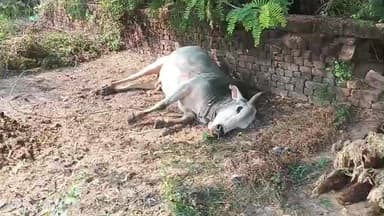 ग्राम डकोर जिला जालौन थाना डकोर