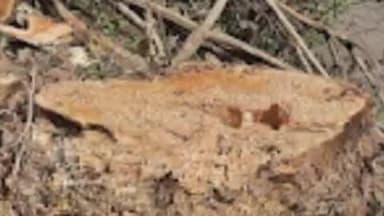 വെള്ളരിക്കുണ്ട്: വെള്ളരിക്കുണ്ട് കനകപ്പള്ളിയിൽ പൊതുമരാമത്ത് റോഡരികിലുള്ള വിലപിടിപ്പുള്ള മരങ്ങൾ മുറിച്ചു കടത്തിയതായി പരാതി