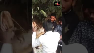 #amethi अमेठी में निकला बड़ा अजगर #amethinews #now44news #wildanimals