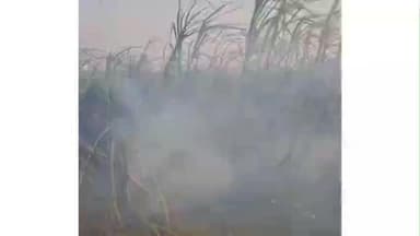 ઉમરપાડા: મોટી નરોલી ગામે એક સાથે ચાર શેરડીના ખેતરમાં આગ લાગી