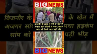बिजनौर के झालू में गन्ने के खेत में अजगर सांप मिलने से मचा हड़कंप, सांप को देखने उमड़ी भीड़#asmnews