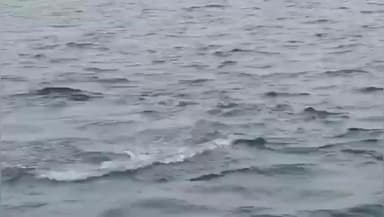 திருவாடனை: தொண்டி கடலோர பகுதிகளில் டால்பின்கள் கூட்டம் கூட்டமாக துள்ளி குதித்தன.