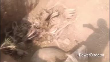 बबेरू: बबेरू ग्राम पंचायत मर्का गौशाला में गौवंश मृत्यु मिले 30 से 35 खुले में फेंका गया अंतिम संस्कार नहीं कराया प्रधान सचिव