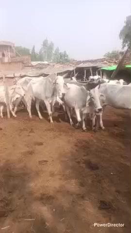 बबेरू: कमासिन बांदा क्षेत्र ग्राम पंचायत ममसी खुर्द गौशाला में गौवंश पर्याप्त चारा भूसा नहीं दिया जा रहा धान की पराली खिलाई जा