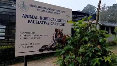 സുൽത്താൻബത്തേരി: വയനാട് വന്യജീവി സങ്കേതത്തിലെ അനിമൽ ഹോസ്പെസിൽ പരിചരിച്ചിരുന്ന കടുവ മരണപ്പെട്ടു