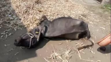 रावेर: टेंभी या गावातील पशुपालकाची ५० हजार रुपये किमतीची म्हैस अज्ञात आजारामुळे दगावली, गावात उडाली खळबळ