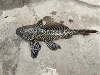 ग्राम लोहड़ी पोस्ट मूसेपुर पंचायत मैंयार बिहार मैं पर हर घाट में एक दुर्लभ प्रजाति की मछली पाई गई है जिसे रेस्क्यू करके