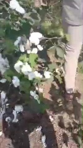 જામનગર શહેર: સીમ વાડી વિસ્તારમાં ઈલેક્ટ્રીક શોક લાગવાથી 10 થી વધુ ગાયોના મોત, જાગૃત યુવકે વીડિયો જાહેર કર્યો