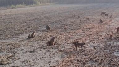 निचलौल: निचलौल क्षेत्र के गांवों में बढ़ा बंदरों का आतंक, किसानों की फसलें हो रही हैं बर्बाद