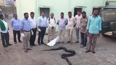 ಹಾನಗಲ್: ಗಾಯಗೊಂಡ ಹೆಬ್ಬಾವಿಗೆ ಪಟ್ಟಣದಲ್ಲಿ ಅರಣ್ಯ ಇಲಾಖೆ ಸಿಬ್ಬಂದಿಗಳಿಂದ ಚಿಕಿತ್ಸೆ