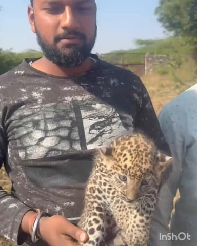 माण्डल: बागोर के समीप सड़क किनारे जख़्मी पैंथर का शावक मिला, पास में तीन और शावकों की मौजूदगी से क्षेत्र में हड़कंप