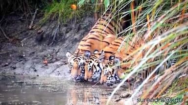 दुधवा का अद्भुत दृश्य-
दुधवा नेशनल पार्क क्षेत्र में एक साथ अपनी प्यास बुझाते नजर आए #तीन #बाघ
#upnewsupdates
#lakhimpu...