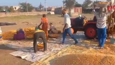 ಅಥಣಿ: ಮೆಕ್ಕೆಜೋಳದ ಬೆಲೆ ಧೀಡಿರ ಇಳಿಕೆ; ಸಂಬರಗಿ ಗ್ರಾಮದಲ್ಲಿ ರೈತನ ಅಳಲು