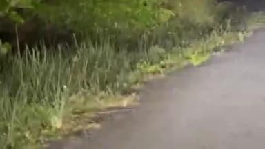 મહુવા: કાંકરિયા ગામના મુખ્ય માર્ગ પર લટાર મારતા કદાવર દીપડાથી લોકોમાં ભયનો માહોલ.