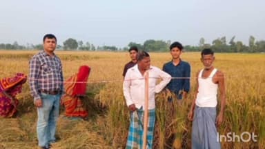 पलासी: पलासी में धान के औसत उत्पादन का वैज्ञानिक आकलन करने के लिए किया गया क्रॉप कटिंग कार्य