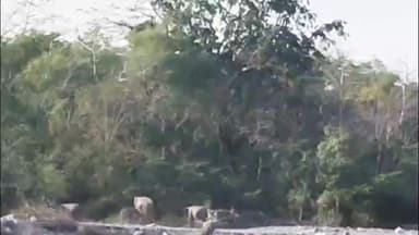 डोईवाला: सनगांव–शीला चौकी मार्ग पर हाथियों की लगातार मूवमेंट, मंगलवार शाम से रातभर तक दिखे हाथियों के झुंड