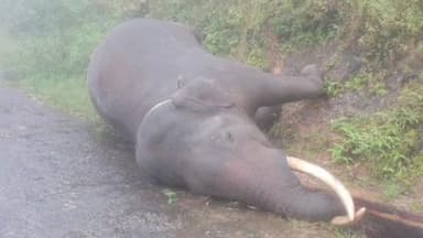 அம்பாசமுத்திரம்: மாஞ்சோலை வனப்பகுதியில் விடப்பட்ட ஆட்கொல்லி யானை ராதாகிருஷ்ணன், திடீர் உயிரிழப்பு.பள்ளத்தில் இறங்கிய போது தந்தம் குத்தியது.