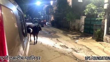 ए.पी.एस टीम दिन रात गो माता को बचाने में लगी पड़ी है रुकेगी नही..!
Respect Girls help poor help animals
#apsgurjar #help #support