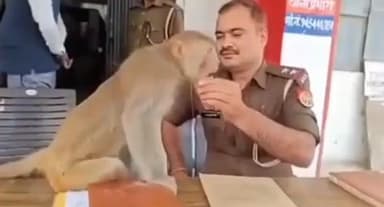 प्रयागराज के #करछना थाने में एक बंदर #पहुंच गया, #थाने मे #दरोगा ने #बंदर को चाय #पिलाया और चाय #पीकर #इधर-उधर घूमने लगा...
