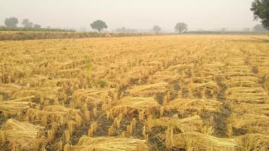 पिल्लूखेड़ा: रजाना कलां गांव के खेत से किसान की 70 हजार की जीरी चोरी