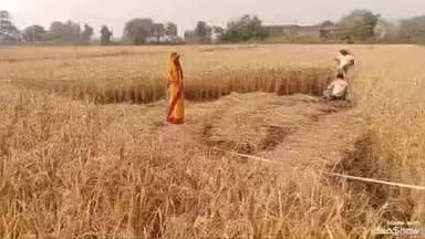 लालगंज: मुंशीपुर गांव में ज्वाइंट मजिस्ट्रेट ने क्राप कटिंग कर धान की उत्पादकता परखी, 10 मीटर में निकला 23 किलो वजन