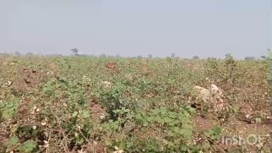 ખાંભા: સમઢીયાળા ગામે ખેડૂતો દ્વારા કપાસનું વાવેતર કરવામાં આવ્યું પરંતુ પાક નિષ્ફળ જાતા ભાગ વડે કામ કરતા થયા પરેશાન