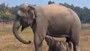 मानपुर: बाँधवगढ़ टाईगर रिजर्व में हथिनी बांधवी 'लल्ला' को सिखा रही जंगल के गुर, बांधवगढ़ टाइगर रिजर्व प्रबंधन भी कर रहा निगरानी