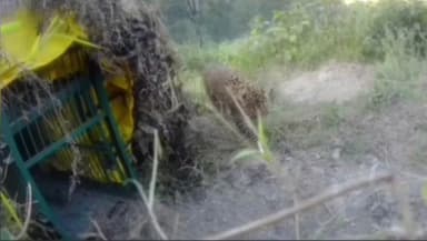 ದೇವದುರ್ಗ: ಕೊತ್ತದೊಡ್ಡಿಯಲ್ಲಿ ಚಿರತೆ ಪ್ರತ್ಯಕ್ಷ, ಗ್ರಾಮಸ್ಥರಲ್ಲಿ ಆತಂಕ