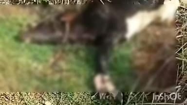 പത്തനാപുരം: പുന്നലയിൽ പശുക്കിടാവിനെ പുലി പിടിച്ചു