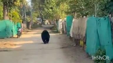 नरहरपुर: नरहरपुर की गलियों में दिनदहाड़े दिखा भालू, लोगों में दहशत का माहौल