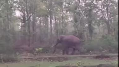 चैनपुर: सदान बुकमा में जंगली हाथी का आतंक, रौंदकर फसलों को किया बर्बाद