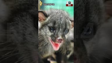 सुल्तानपुर के HDFC बैंक में निकला आदमखोर 'कब्र बिज्जू' #now44news #breakingnews #up #sultanpur