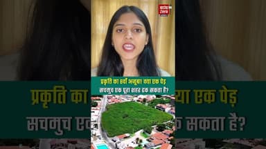 प्रकृति का 8वाँ अजूबा! क्या एक पेड़ सचमुच एक पूरा शहर ढक सकता है?#nature