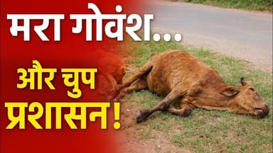 “मरा गोवंश दो दिन से सड़क पर — विजय रावत और शोएब अहमद बोले, प्रशासन कब जागेगा?” | #viral #govansh